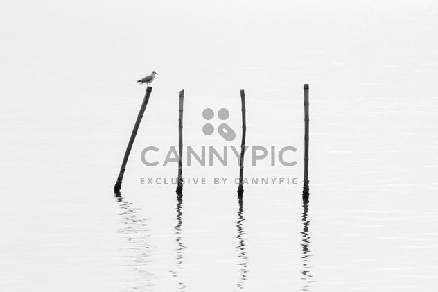 Seagull sitting on bamboo stick - image gratuit #136315 