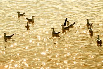 Crowd of seagull floating in the sea - image gratuit #136325 
