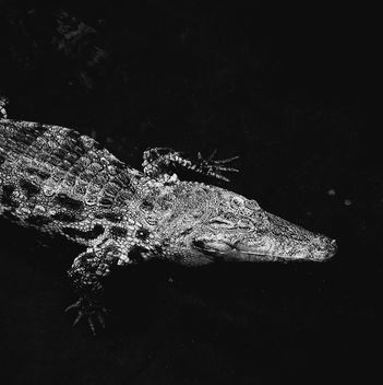 Crocodile on black background - image #136615 gratis