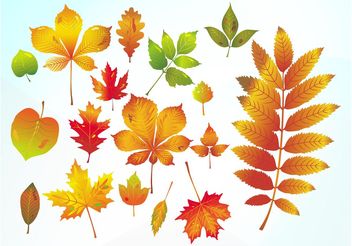 Autumn Vector Leaves - Free vector #146385