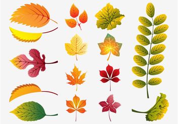 Fall Leaves Vector - vector gratuit #146405 