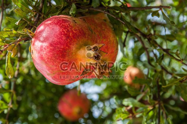 Ripe pomegranates on tree - image gratuit #182875 