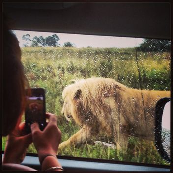 lion sneaks near the car - image #183605 gratis