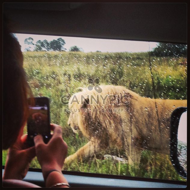 lion sneaks near the car - image gratuit #183605 