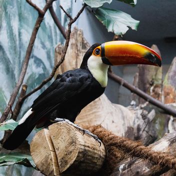 Toucan in Warsaw Zoo - Free image #184295