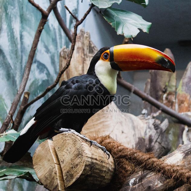 Toucan in Warsaw Zoo - Kostenloses image #184295