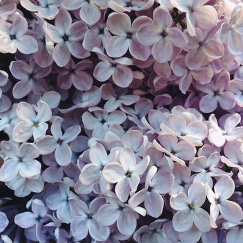 Lilac blossom - Kostenloses image #184535