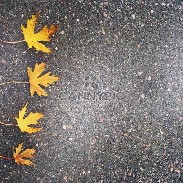 Maple leaves on asphalt - image #185645 gratis