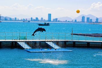the Dolphin show - Free image #185745
