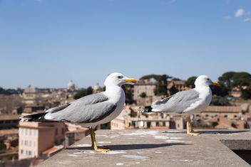 Two seagulls - image gratuit #185935 