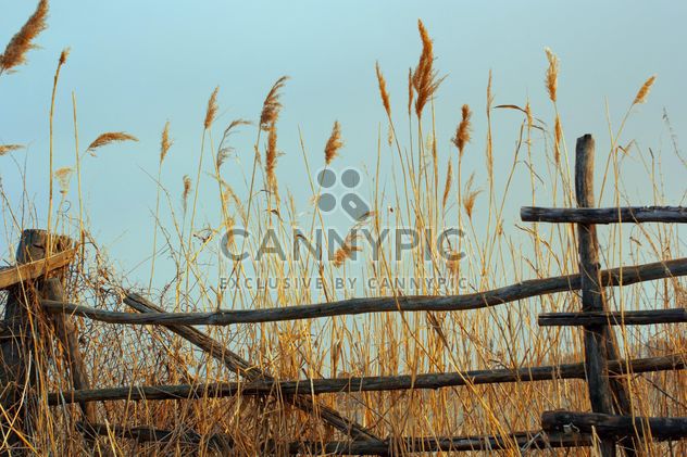 High Dry grass - Kostenloses image #185985