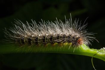 Hairy caterpillar on twig - image gratuit #186125 