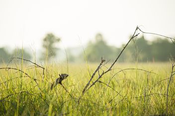Trees#grass#green#fields#fog#morning#country#branches - Free image #186315