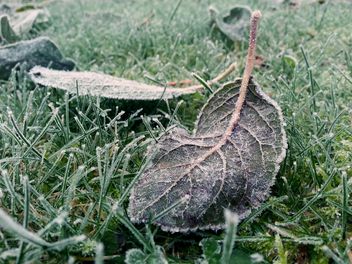 Leaves covered with frost - Free image #186705