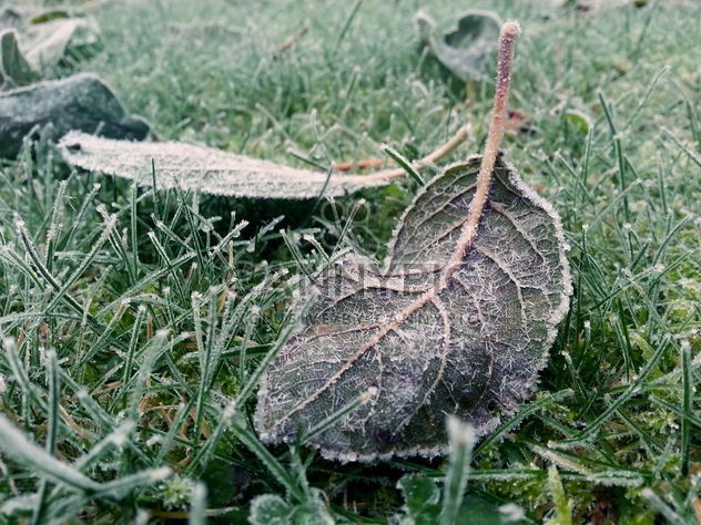 Leaves covered with frost - image gratuit #186705 