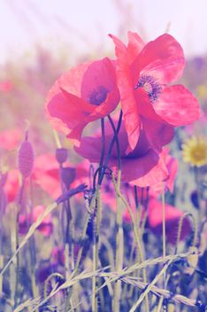 Red poppies on field - image gratuit #186795 