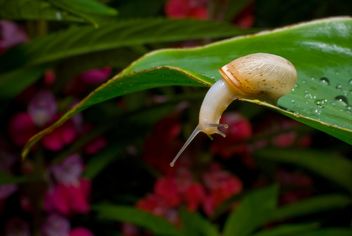 Snail on green leaf - Kostenloses image #187675