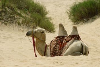 Camel in sand dunes - Free image #187775