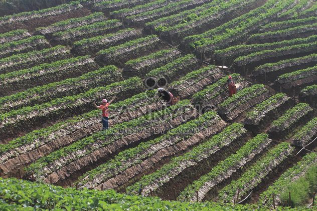 Strawberry fields in Thailand - Free image #199025