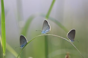 Three grey butterflies - Free image #199035