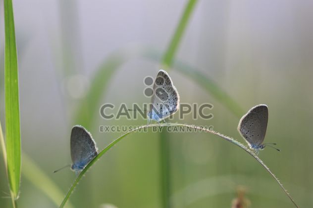 Three grey butterflies - image #199035 gratis