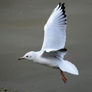 Seagull flying over sea - Free image #201425