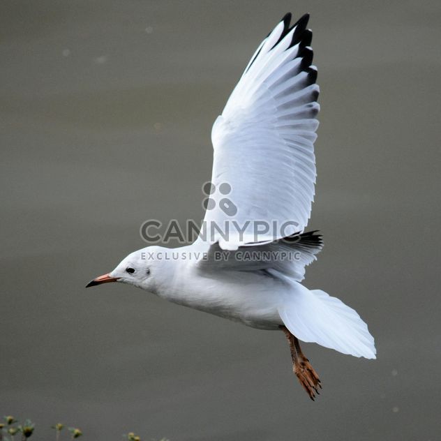 Seagull flying over sea - image #201425 gratis