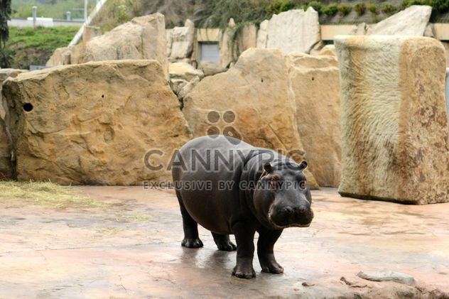 Hippo in the zoo - image #201435 gratis