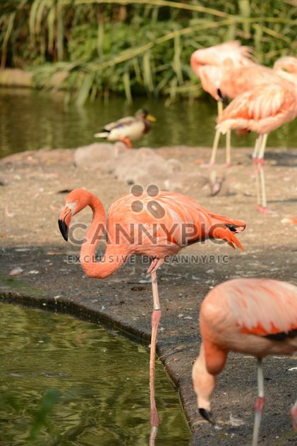 Flamingo - Kostenloses image #201455