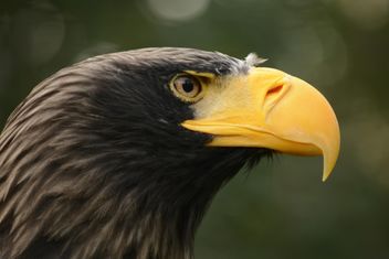 Close-up portrait of eagle - Kostenloses image #201475