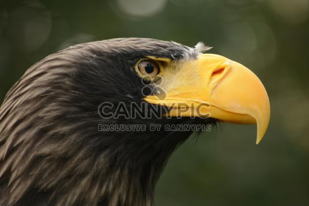Close-up portrait of eagle - image #201475 gratis