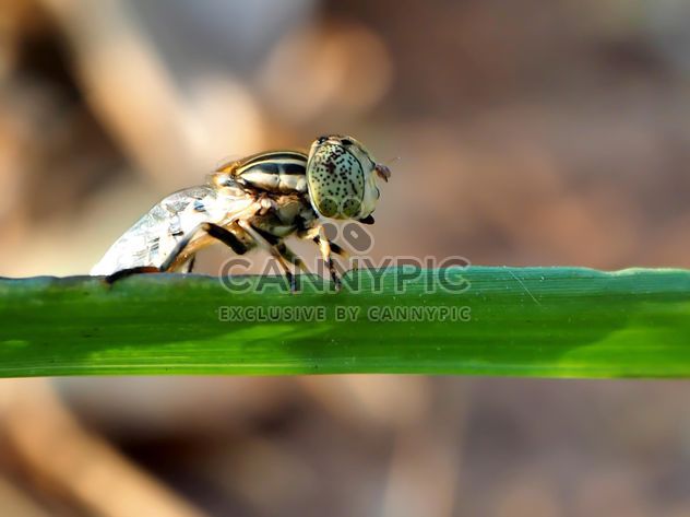 Dragonfly larvae on a grass in field - image gratuit #201515 