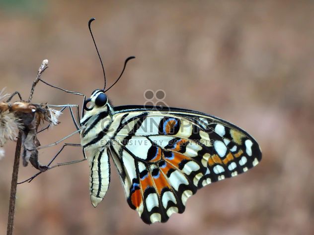 Close-up of lime butterfly - image gratuit #201535 