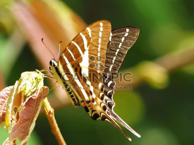 Butterfly called - бесплатный image #201555