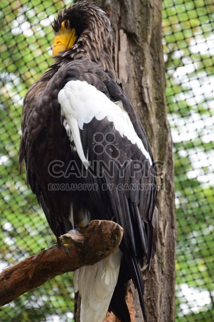 Close-Up Portrait Of Eagle - Kostenloses image #201605