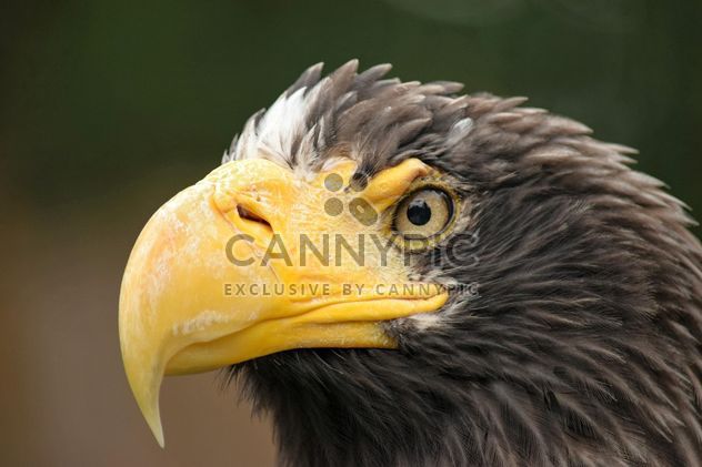 Close-Up Portrait Of Eagle - image gratuit #201645 