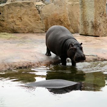 Hippos In The Zoo - image gratuit #201695 