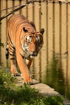 Tiger Close Up - image #201705 gratis