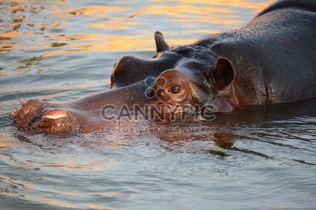 Hippo In The Zoo - image gratuit #201715 