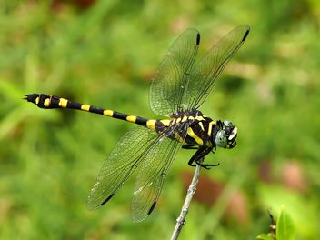 Tiger Dragonfly - Kostenloses image #201735