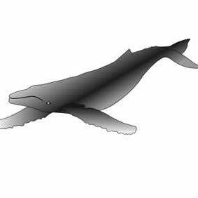 Gray Humpback Whale 3 - Free vector #219555