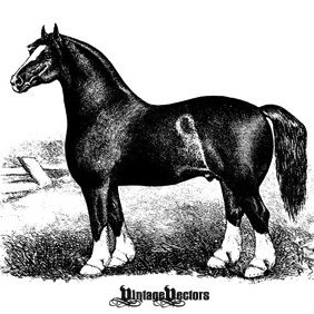 Horse Engraving - Antique - Free vector #221575