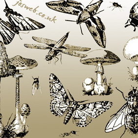 Mushrooms & Insects - Free vector #223055