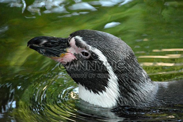 Penguin in The Zoo - image #225345 gratis