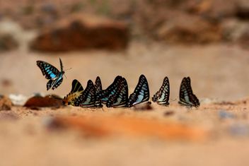 Butterflies close-up - image #225355 gratis