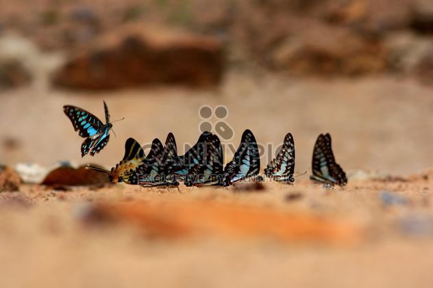Butterflies close-up - image #225355 gratis