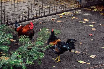 Hens in a farmyard - Free image #229425