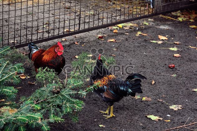 Hens in a farmyard - Free image #229425