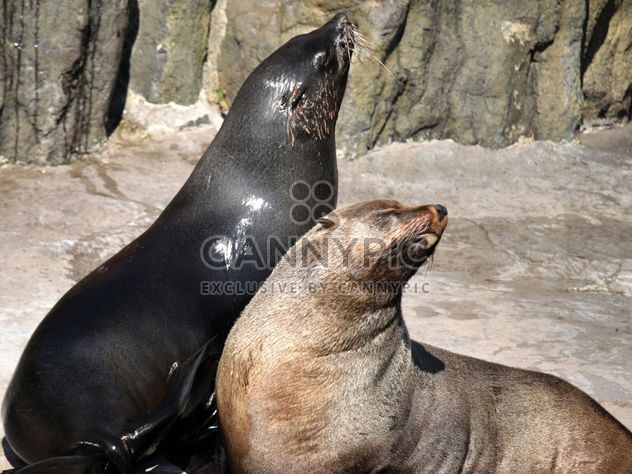 Two Seals - Free image #229485