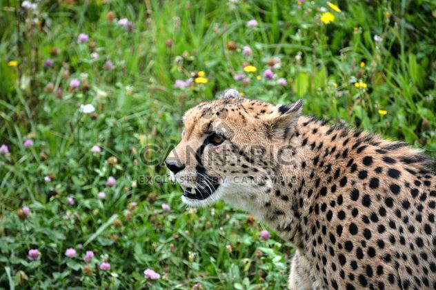 Cheetah on green grass - image #229495 gratis